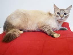 Maika image 1