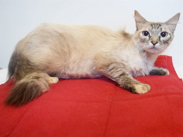 Maika - Siamese
