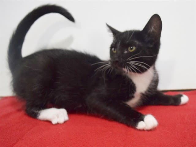 Raina - Domestic Short Hair