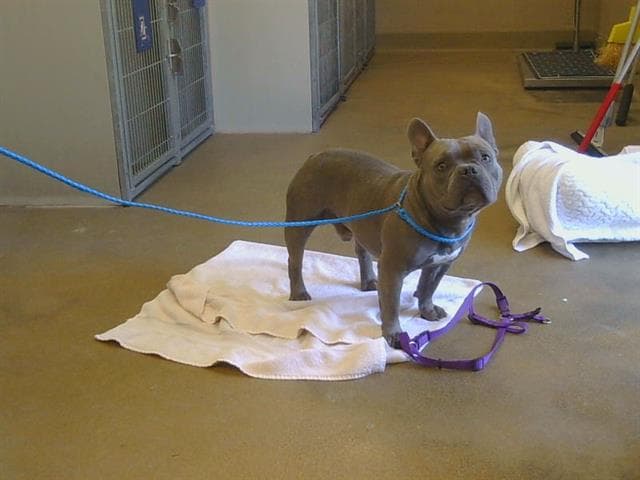 Unknown - French Bulldog