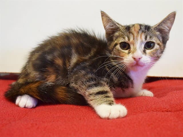 Mali - Domestic Short Hair