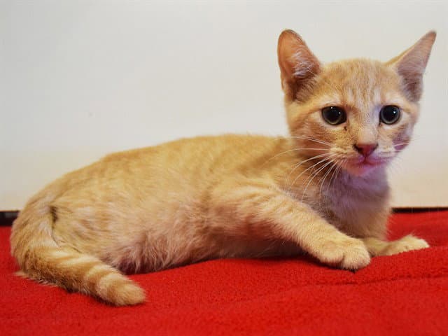 Bernie - Domestic Short Hair