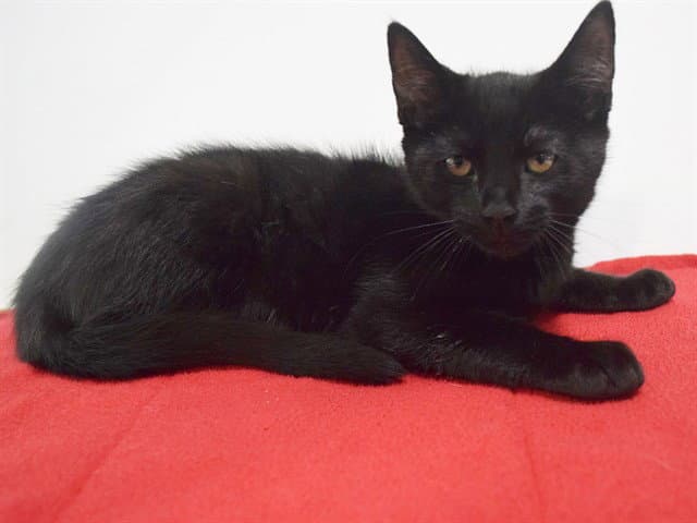 Woody - Domestic Short Hair