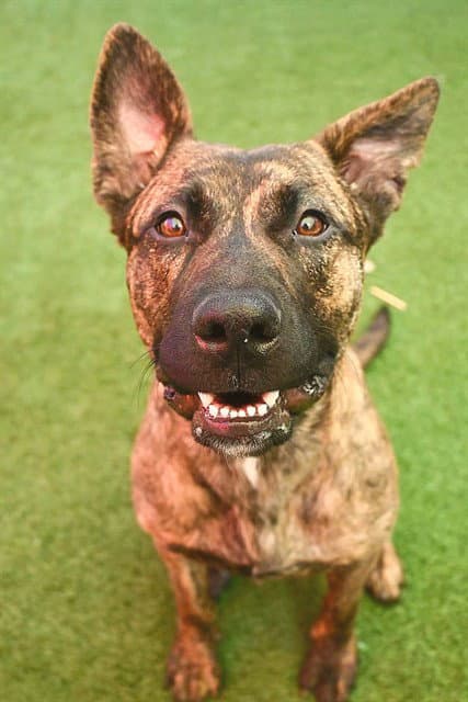 Selma - Pit Bull Terrier