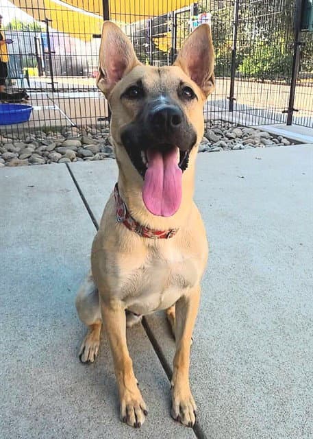 Unknown - German Shepherd Dog