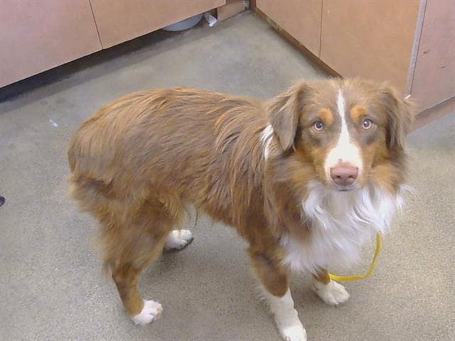 Unknown - Australian Shepherd