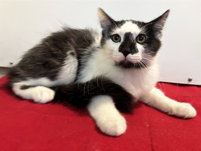 Yo Bro - Domestic Medium Hair