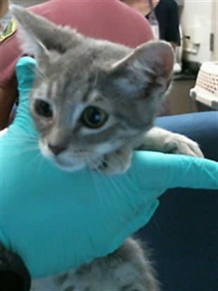 Booka - Domestic Medium Hair
