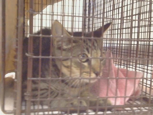 Unknown - Domestic Short Hair