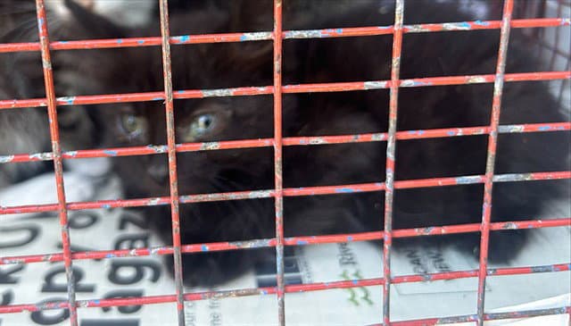 Unknown - Domestic Short Hair