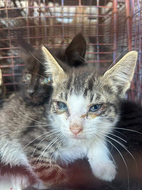Unknown - Domestic Short Hair