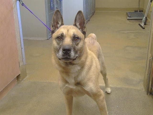 Duke - German Shepherd Dog