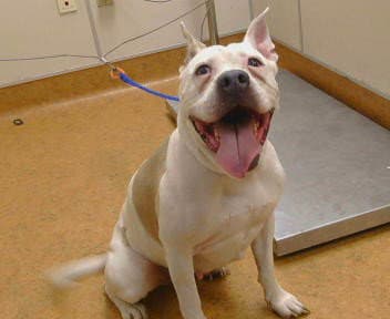 Mamas - Pit Bull Terrier