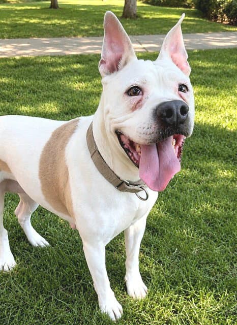 Mamas - Pit Bull Terrier