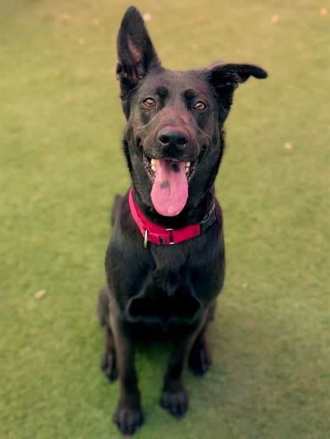 Izzy - German Shepherd Dog