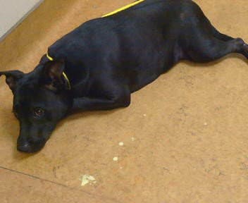 Minerva - Labrador Retriever