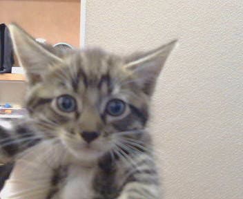 Unknown - Domestic Medium Hair