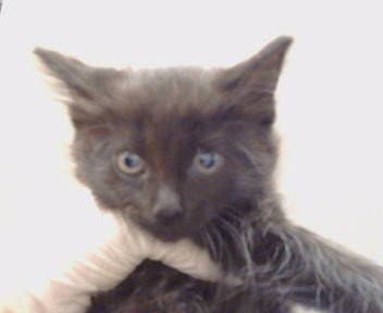 Unknown - Domestic Medium Hair