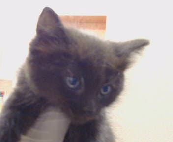 Unknown - Domestic Medium Hair