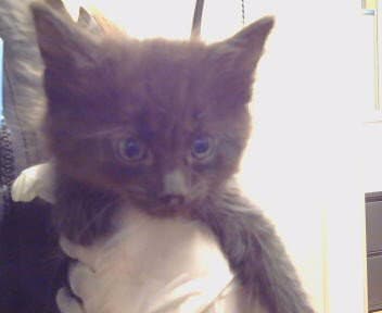 Unknown - Domestic Medium Hair