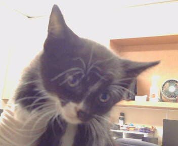 Unknown - Domestic Medium Hair