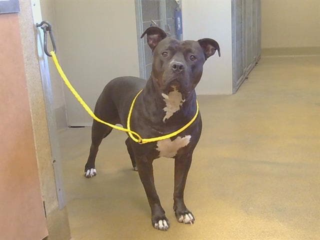 Lola - American Staffordshire Terrier