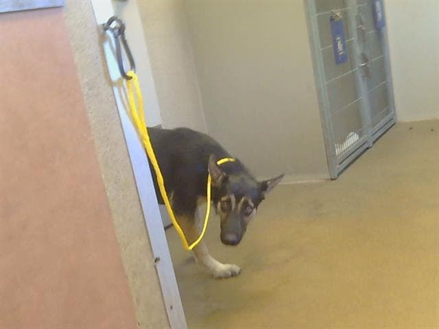 Asuka - German Shepherd Dog