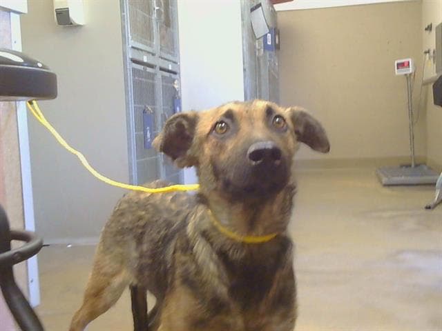 Shinji - German Shepherd Dog