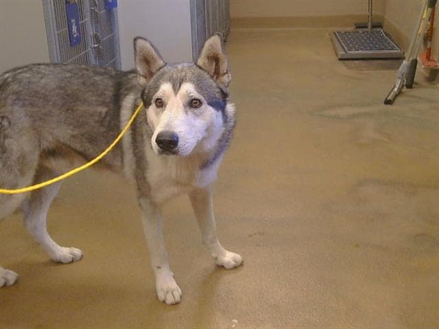 Ikari - Alaskan Malamute