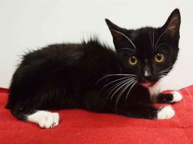 Clifford - Domestic Short Hair