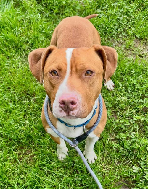 Amber - Pit Bull Terrier