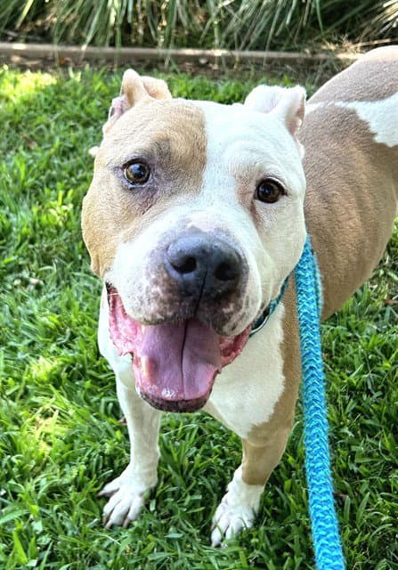 Remus - Pit Bull Terrier