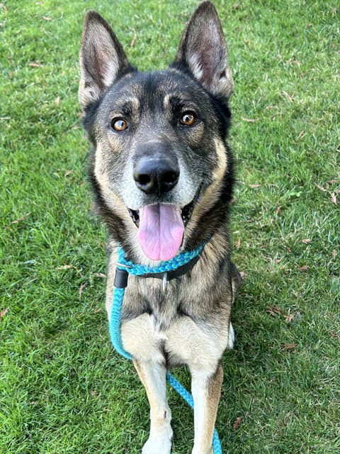 Gendo - German Shepherd Dog