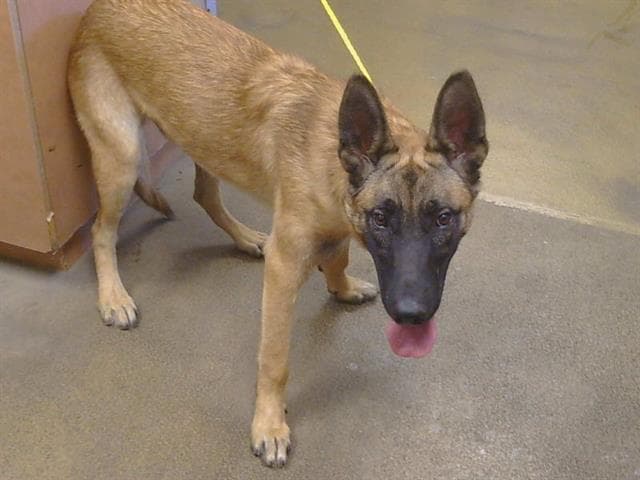 Grover - German Shepherd Dog
