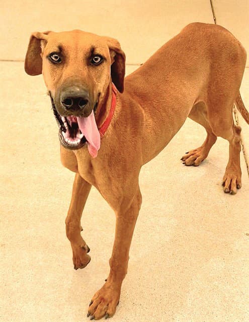 Abby Cadabby - Great Dane