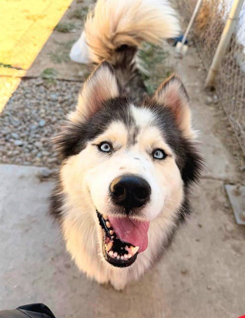 Athena - Siberian Husky
