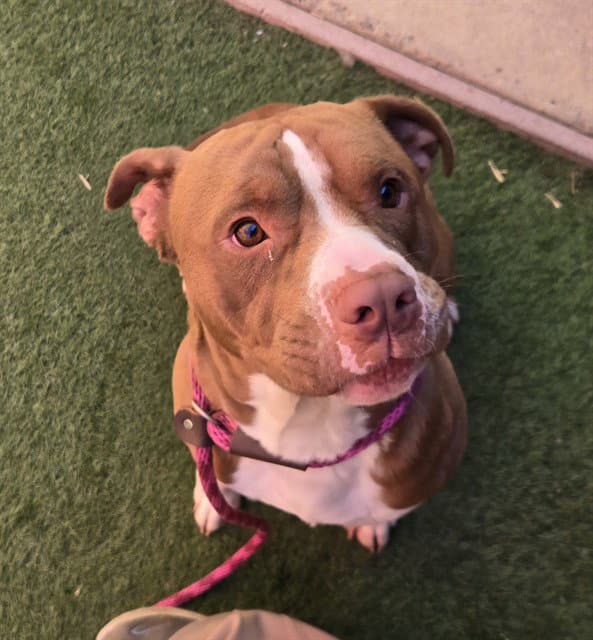 Harry Styles - Pit Bull Terrier