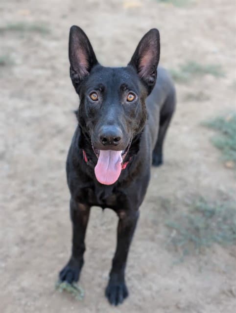 Ernie - German Shepherd Dog