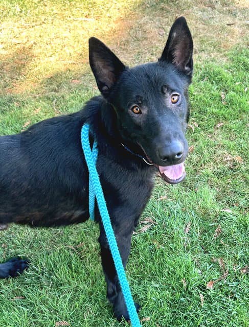 Bert - German Shepherd Dog