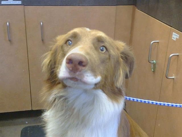 Gonger - Border Collie