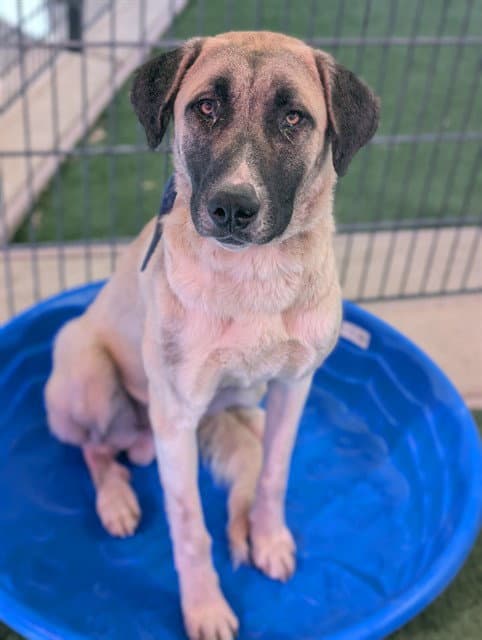 Lucius - Anatolian Shepherd