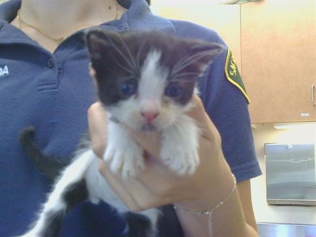 Pumbaa - Domestic Short Hair