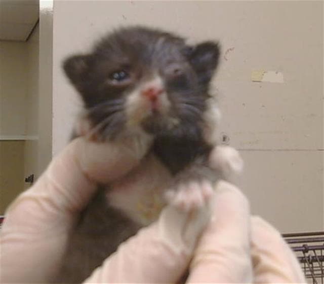 Orchird - Domestic Short Hair