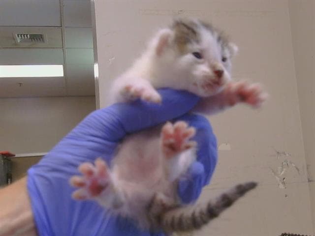 Lotus - Domestic Short Hair