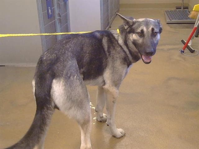 Chief - German Shepherd Dog