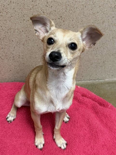 Petunia - Chihuahua
