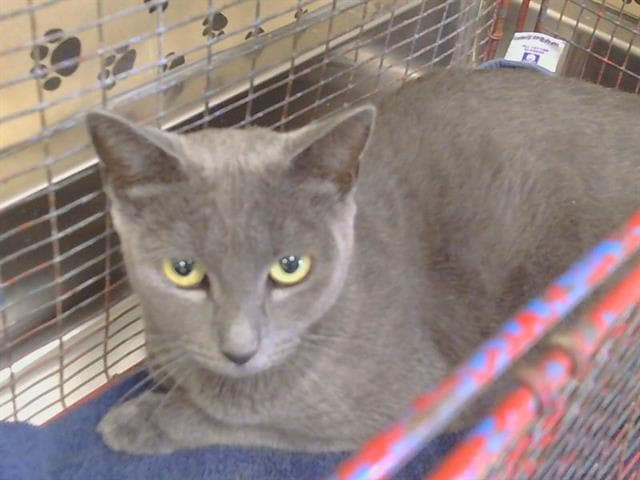 Unknown - Domestic Short Hair