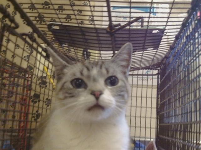 Unknown - Domestic Short Hair