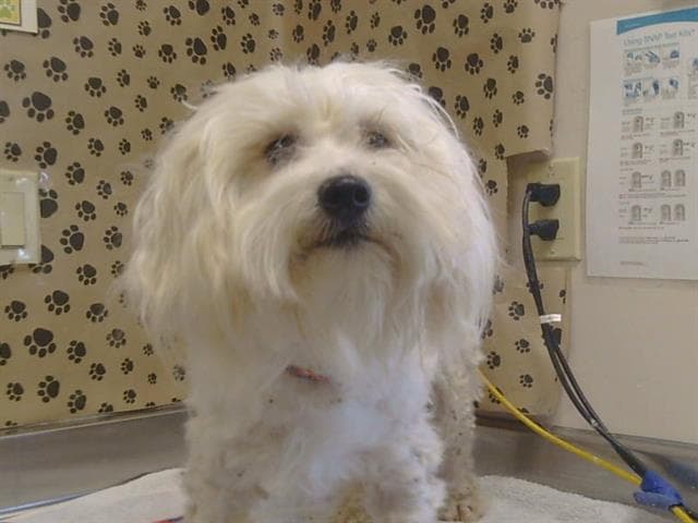 Unknown - Maltese