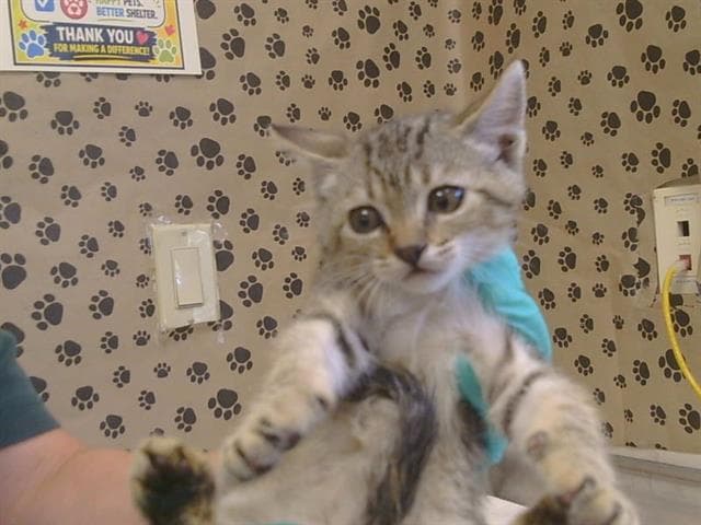 Unknown - Domestic Short Hair